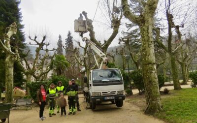 Élagage des arbres communaux